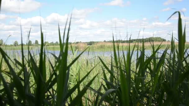 Jezero zvlnění flora tah — Stock video