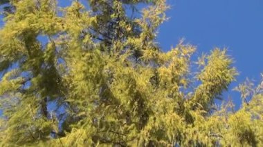 geniş larch şube gökyüzü