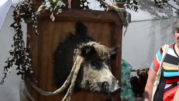 毛绒的野猪人 — 图库视频影像