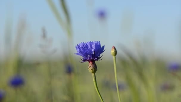 Bouge de fleur de bleuet 