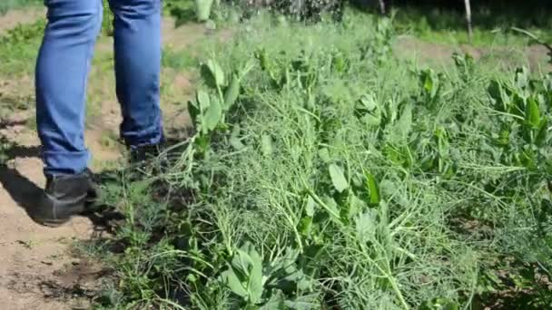 Pea plant worker watering — Stock Video