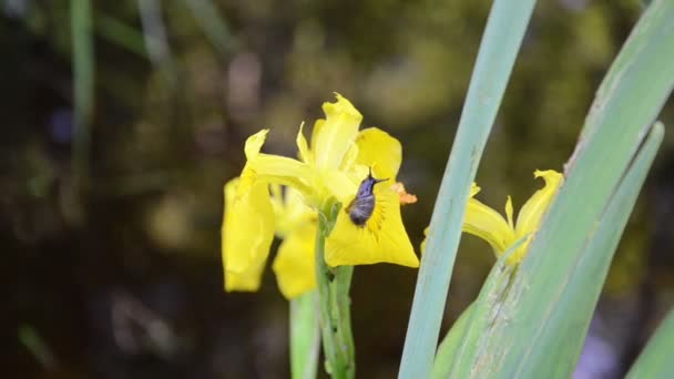 アイリスの花のカタツムリ — ストック動画