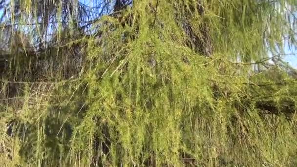 Tree larch branch sky — Stock Video