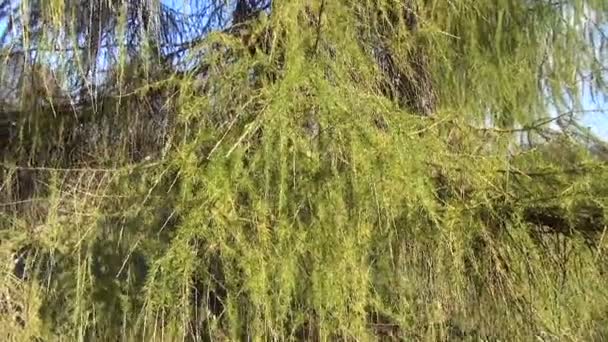 Mélèze arbre branche ciel — Video