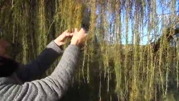 Полосатая лиственница — стоковое видео