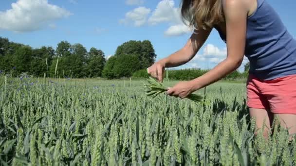 Сексуальная девушка собирает пшеничные уши — стоковое видео