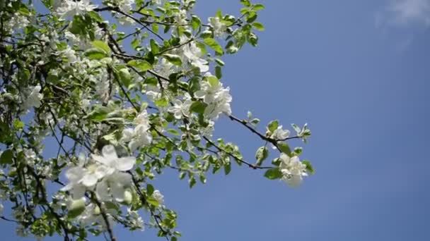 苹果树树枝花瓣 — 图库视频影像