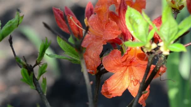 Rhododendron bloem dauw — Stockvideo