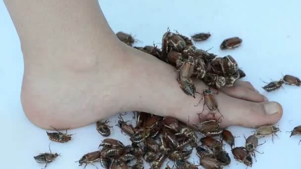 Foot pile maybug — Stock Video