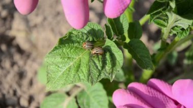 el böceği yakalamak