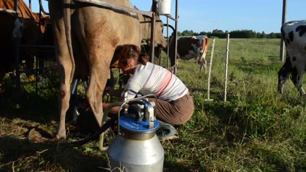 Mulher máquina de leite vaca — Vídeo de Stock