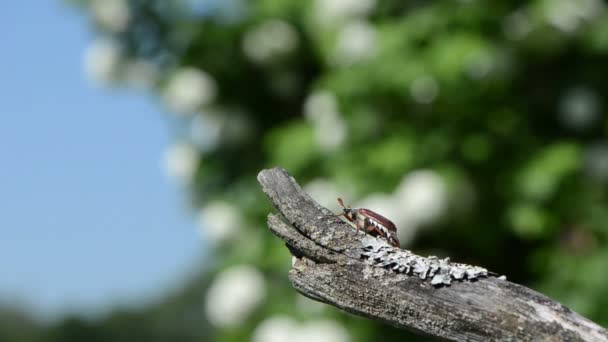 Branche d'arbre rampe dor 