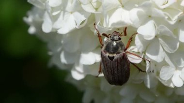 Beetle hala baş gerizekalı