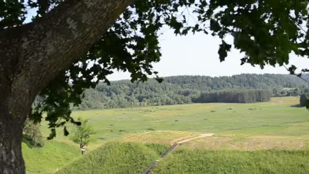 Albero d'acero collina tumulo — Video Stock