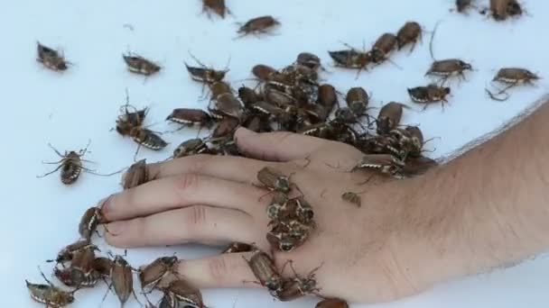 Bugs entre os dedos — Vídeo de Stock