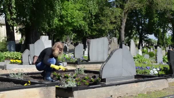 Husband grave plant — Stock Video