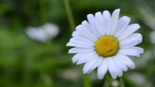 Dewy fleur de marguerite 