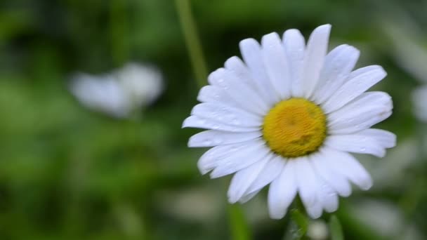 Dewy daisy flower bloom — Stock Video