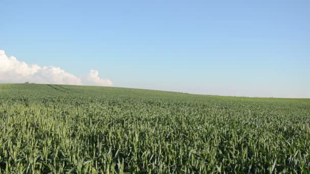 Хапый женщина кукурузное поле — стоковое видео