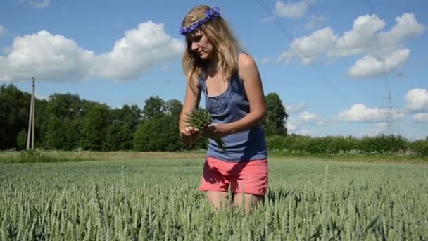 Sexy girl pick wheat ears — Stock Video