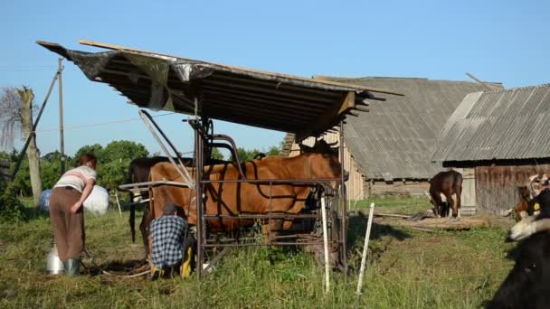 Ryots krowa mleko krowie — Stockvideo