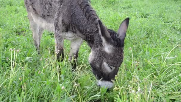 Donkey betar betesmark regn — Stockvideo