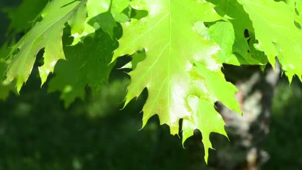 Oak tree leaves wet — Stock Video