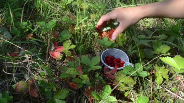 Mani selvatici tazza di frutti di bosco raccogliere — Video Stock