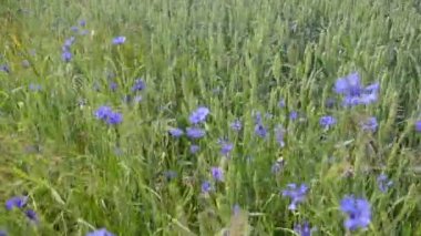 Bluebottle çiçek Rüzgar