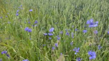 Bluebottle çiçek Rüzgar
