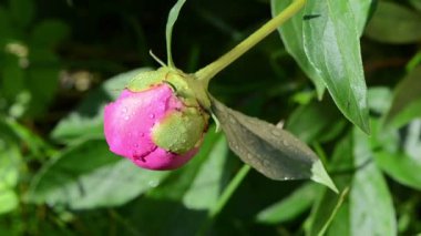 Karıncalar peony çiçek tomurcuk çiy