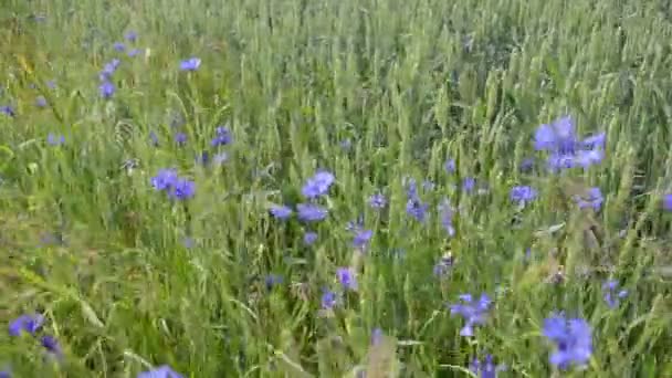 Bluebottle flor vento — Vídeo de Stock