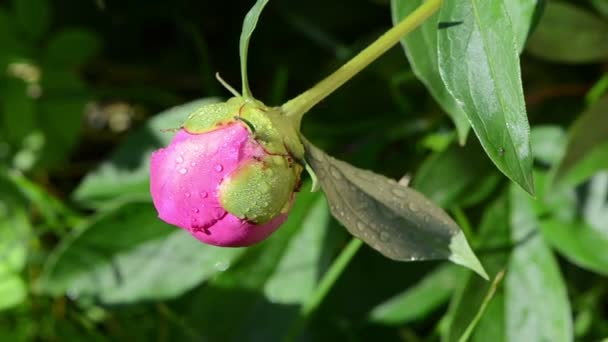 Mieren pioenroos bloem bud dauw — Stockvideo