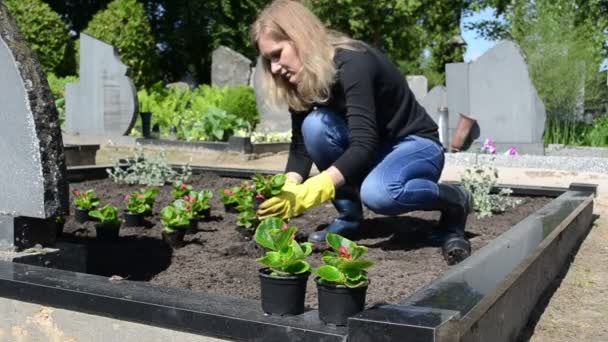 Vader ernstige plantaardige bloem — Stockvideo