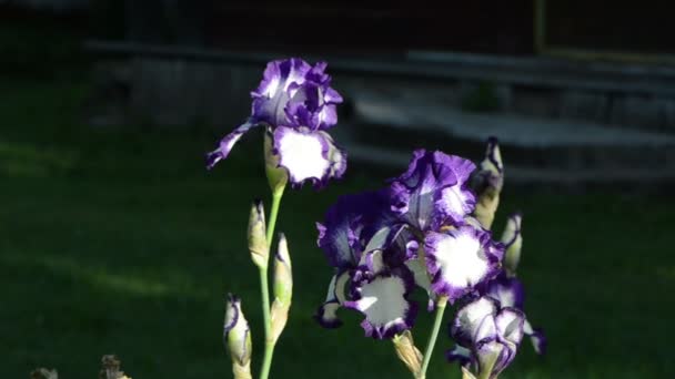 Dewy Ірис квітка — стокове відео