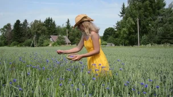 Девушка собирает травы цветет — стоковое видео