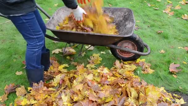 Vrouw belasting barrow bladeren — Stockvideo