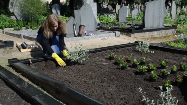 Mädchen pflanzen Friedhof — Stockvideo