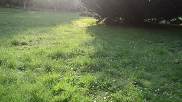 Herbe goutte de rosée 