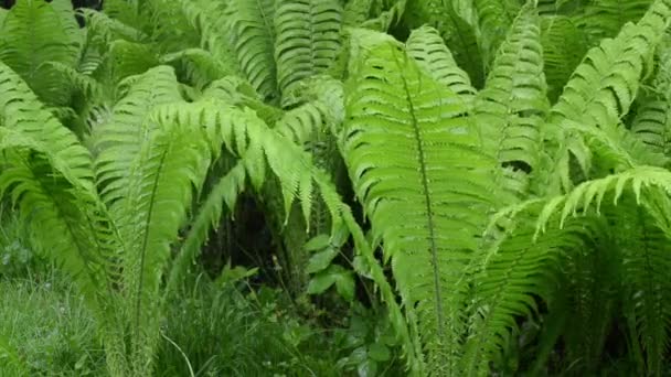 雨の水シダ植物 — ストック動画