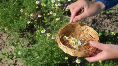 herbalist el papatya