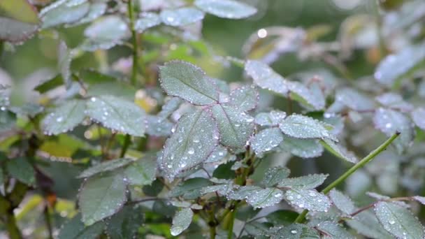 Dew rose flower leaf — Stock Video