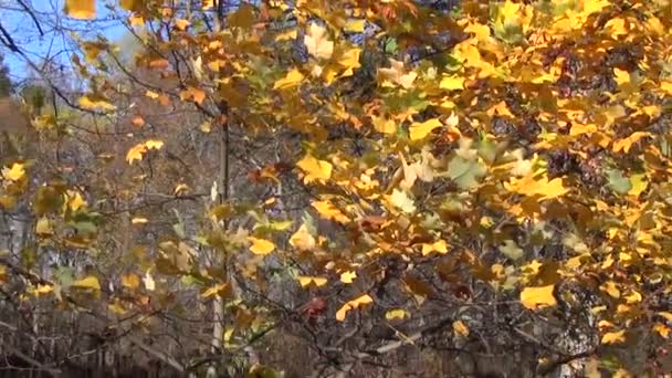 Ragazza rastrello albero foglie — Video Stock