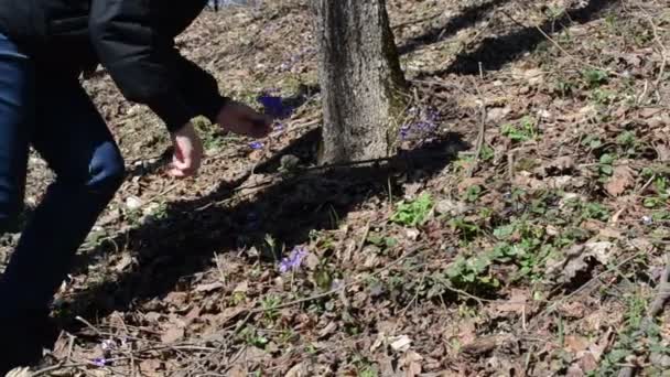 Violet flower pick — Stock Video