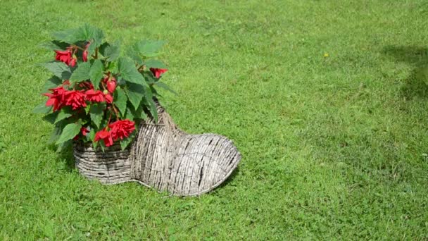 Meisje schoen formulier bloempot — Stockvideo