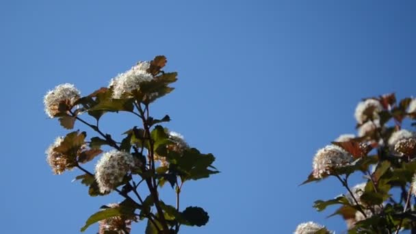 Viburnum floresce céu azul — Vídeo de Stock