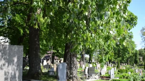 Grave tomb stone tree — Stock Video