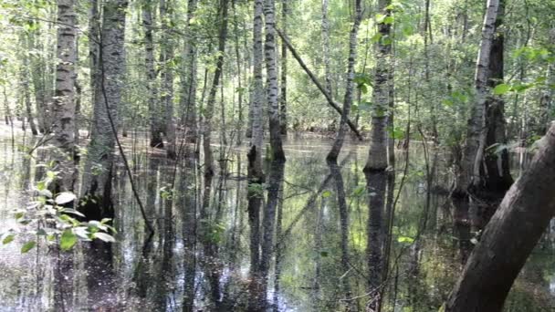 Vatten översvämning skog — Stockvideo