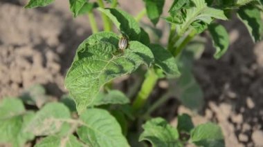 Colorado böceği el