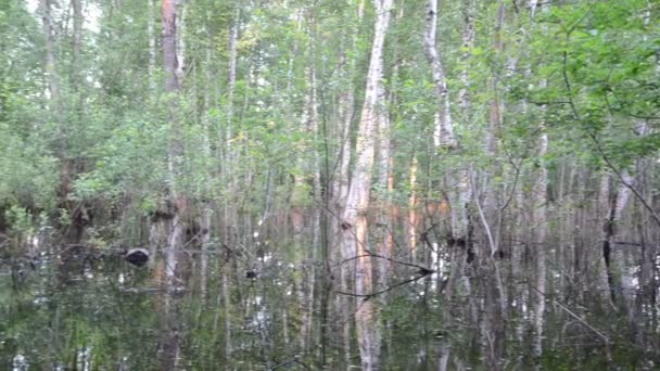 Árbol forestal inundado — Vídeo de stock